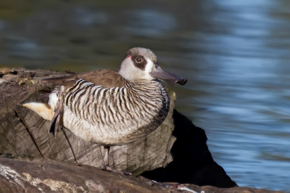 Pink-eared Duck (Malacorhynchus membranaceus)